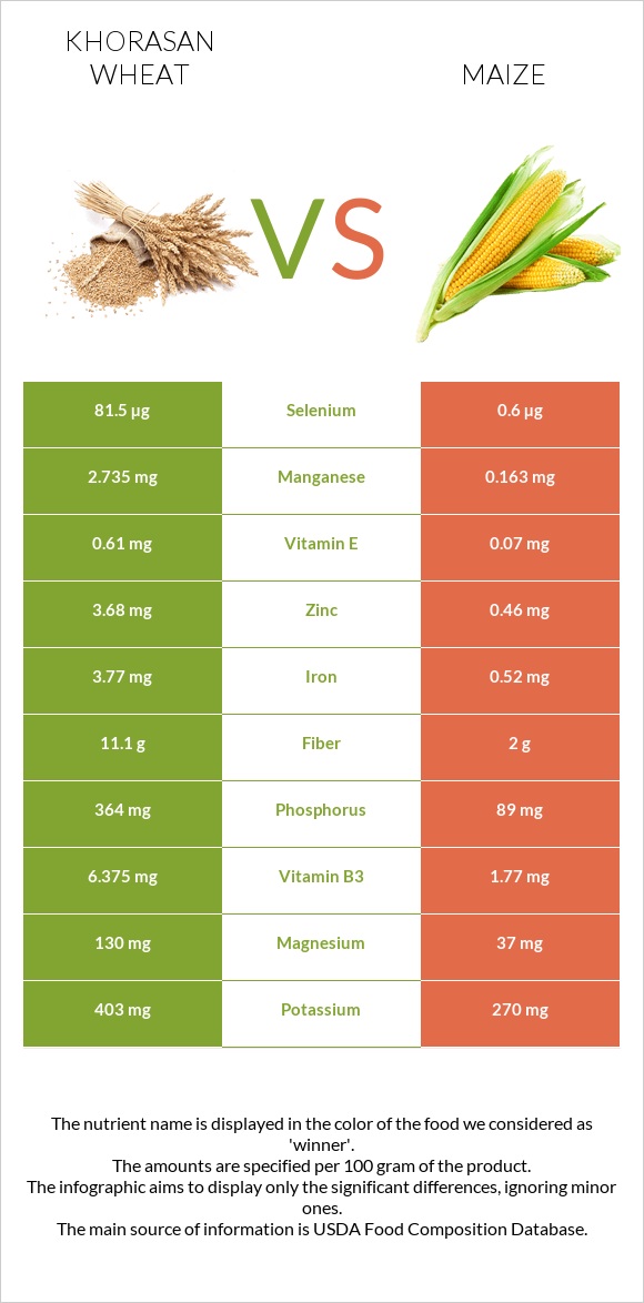 Խորասան ցորենի vs Եգիպտացորեն infographic