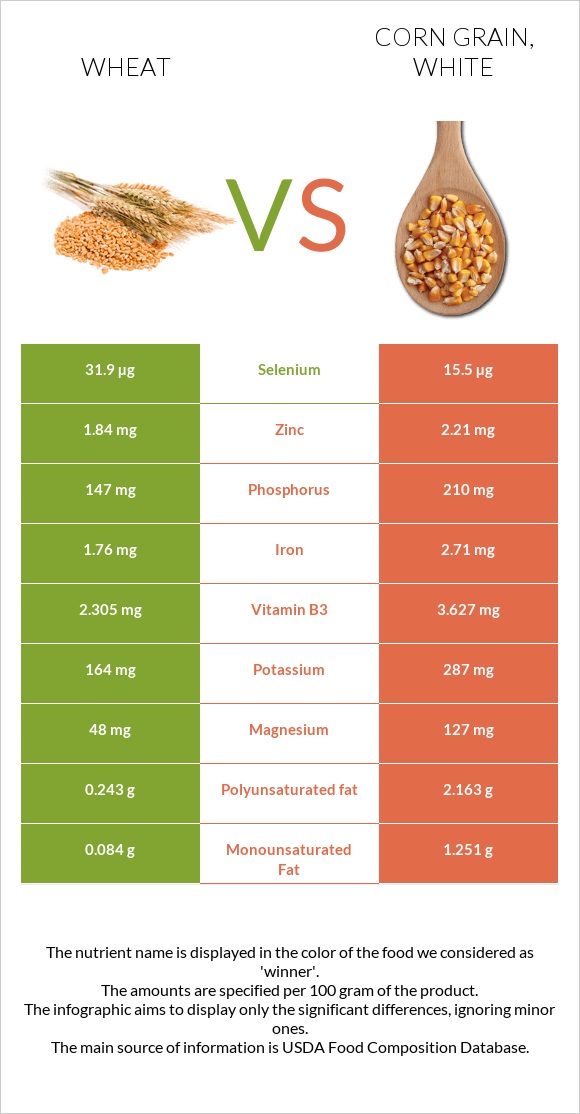 Wheat vs Corn grain, white infographic