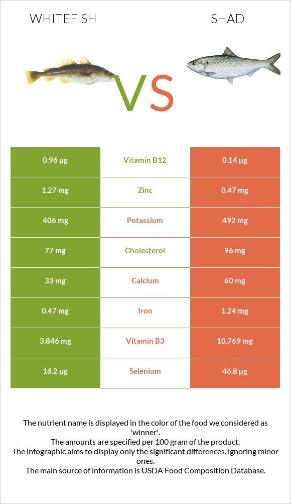 Whitefish vs Shad infographic