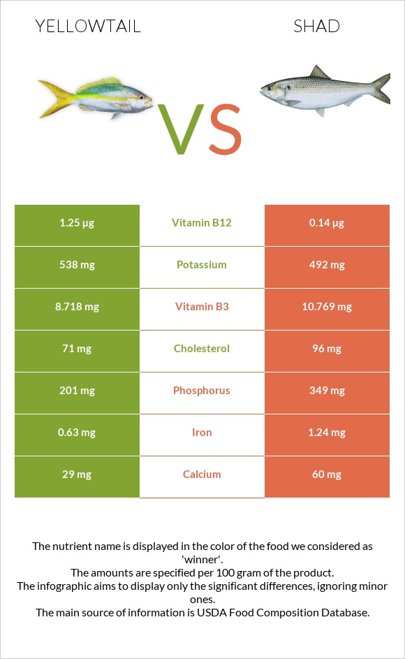 Yellowtail vs Shad infographic