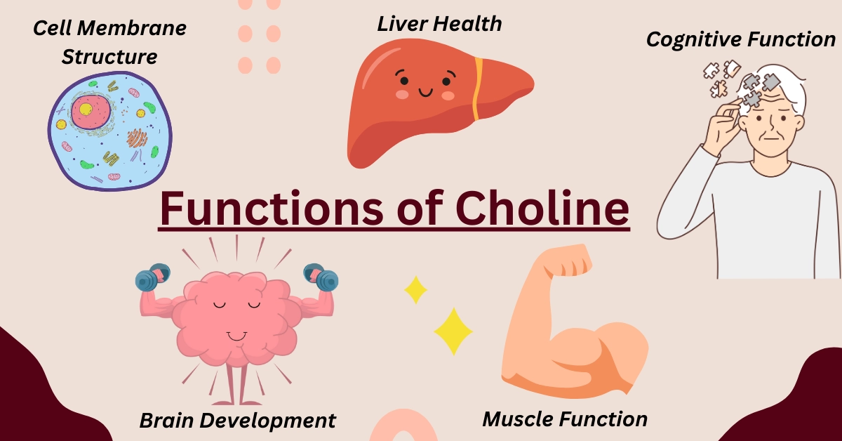 Choline — Rich Foods, Supplements, Health Benefits, and Functions