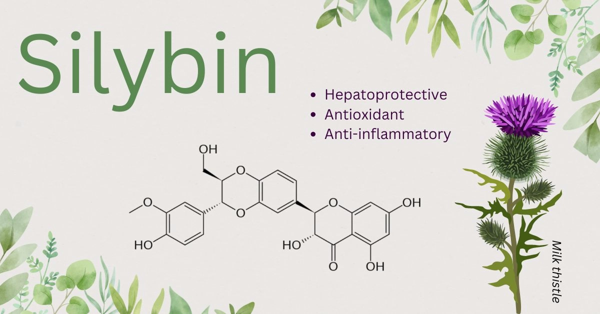 Silybin Effects on Health, Sources, Structure