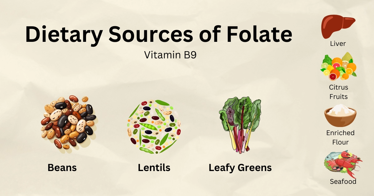 Folate (Folic Acid) — Health Impact, Deficiency, and Food Sources