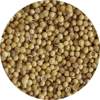 Coriander seeds