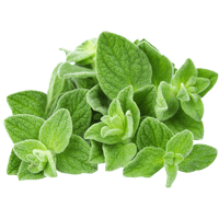 Oregano