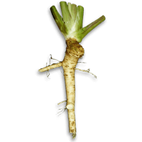 Horseradish