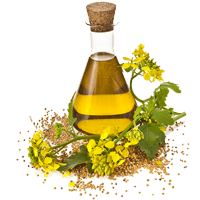 Mustard oil