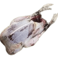 Grouse