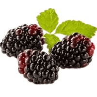 Boysenberry