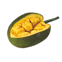 Breadfruit