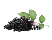 Elderberry