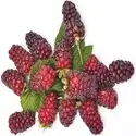 Loganberries