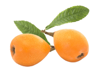 Loquat