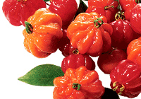 Pitanga (Surinam cherry, Eugenia uniflora)