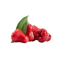 Rose apple