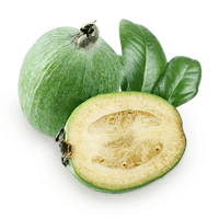 Feijoa