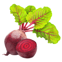 Beetroot