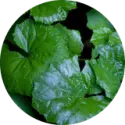 Butterbur