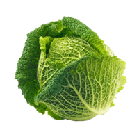 Savoy cabbage