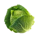 Savoy cabbage