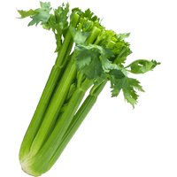 Celery