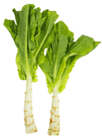 Celtuce