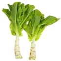 Celtuce