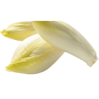 Chicory