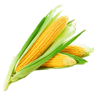 Corn