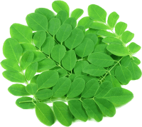 Drumstick leaves (Moringa oleifera leaves)