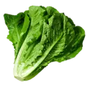 Lettuce, iceberg (includes crisphead types), raw