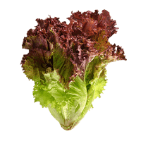 Red leaf lettuce