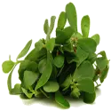 Purslane