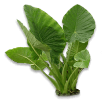 Taro leaves