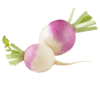 Turnip