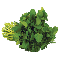 Watercress