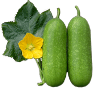 Wax gourd