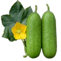 Wax gourd