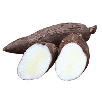 Arrowroot