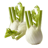 Fennel