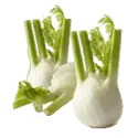 Fennel