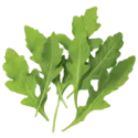 Arugula