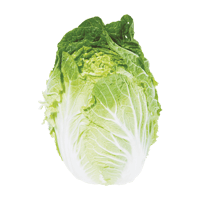 Napa cabbage