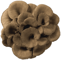 Maitake mushrooms