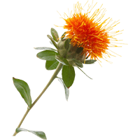 Safflower