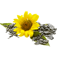 Sunflower seeds