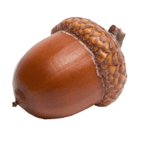 Acorns