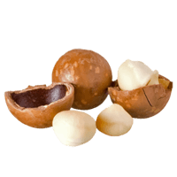 Macadamia