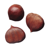 Castanea crenata