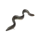 Eel